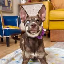 Thumbnail photo of Chloe #3