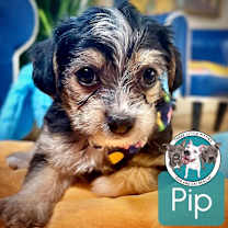 Thumbnail photo of Pip Luco #1