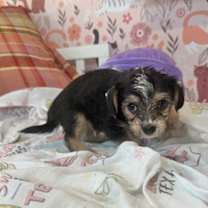 Thumbnail photo of Pip Luco #2