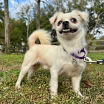 Thumbnail photo of Ricky Ricardo #3