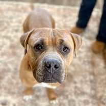 Thumbnail photo of Peanut Buttercup Sweeter than a Snicker #1