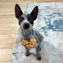 Thumbnail photo of Cranberry Thanksgiving #3