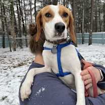 Thumbnail photo of Cookie #2