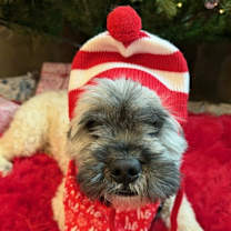 Thumbnail photo of Winston #4