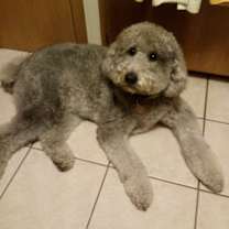 Thumbnail photo of Bella #4