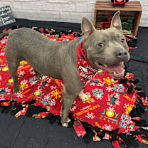 Thumbnail photo of Hrafn #3