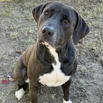 Thumbnail photo of Pumba #1