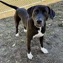 Thumbnail photo of Pumba #4