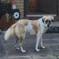 Thumbnail photo of Oscar HTX #2