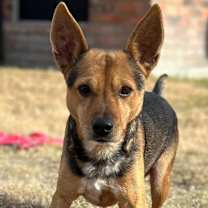 Thumbnail photo of SWEET BRODY #4