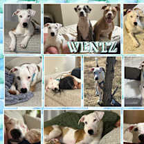 Thumbnail photo of Wentz #1