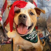 Thumbnail photo of Guac #1