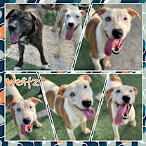 Thumbnail photo of Wentz #4