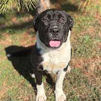 Thumbnail photo of Oreo 25-11-062 #3