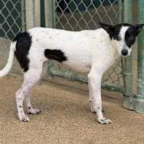 Thumbnail photo of Dodgette #1