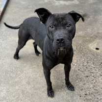 Thumbnail photo of Finn #1