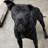 Thumbnail photo of Finn #2