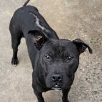 Thumbnail photo of Finn #3