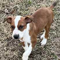 Thumbnail photo of Gobbles Lonestar #3