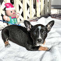 Thumbnail photo of Dyshawntay #1