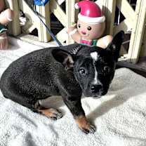 Thumbnail photo of Dyshawntay #3