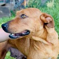 Thumbnail photo of Goldy #1