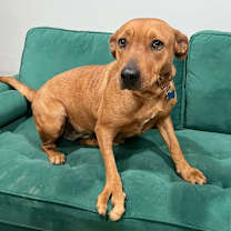 Thumbnail photo of Goldy #2