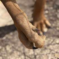 Thumbnail photo of Goldy #3