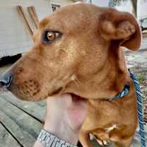 Thumbnail photo of Goldy #4