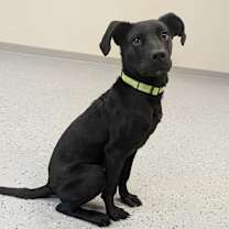 Thumbnail photo of Dax #4