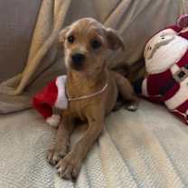 Thumbnail photo of Juniper #4