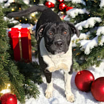 Thumbnail photo of Oreo 25-11-062 #1