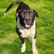 Thumbnail photo of Oreo 25-11-062 #4