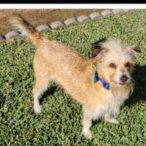 Thumbnail photo of BANJO #1