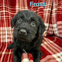 Thumbnail photo of JACK FROST #1