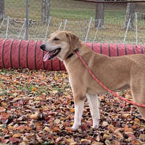 Thumbnail photo of Honey #4