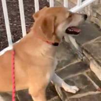 Thumbnail photo of Punkin #2