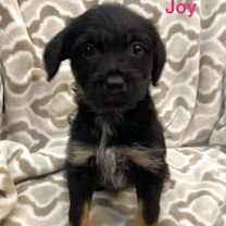 Thumbnail photo of JOY #2