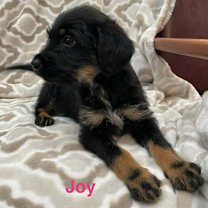 Thumbnail photo of JOY #3