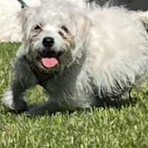 Thumbnail photo of Ginger #1