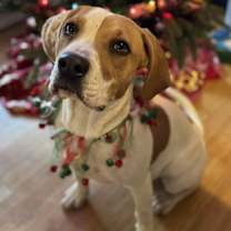 Thumbnail photo of Buddy #2