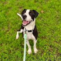 Thumbnail photo of Pongo #2