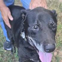 Thumbnail photo of Marshall #1