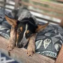 Thumbnail photo of Roxanne #2