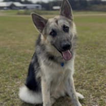 Thumbnail photo of Geeves #1