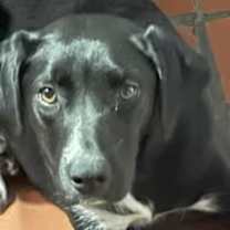 Thumbnail photo of Magic #2