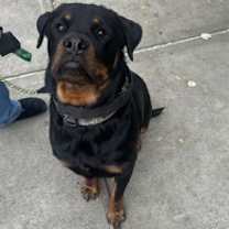 Thumbnail photo of Louie #1