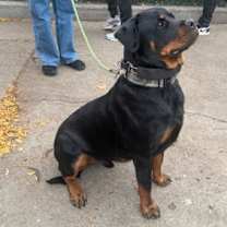 Thumbnail photo of Louie #2