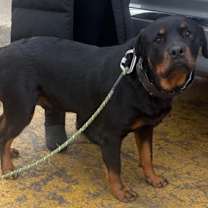 Thumbnail photo of Louie #3