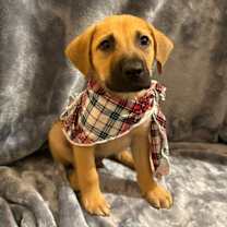 Thumbnail photo of Rocky 455 #1